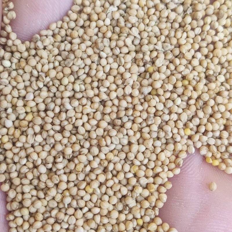 大粒新谷子白皮黄皮