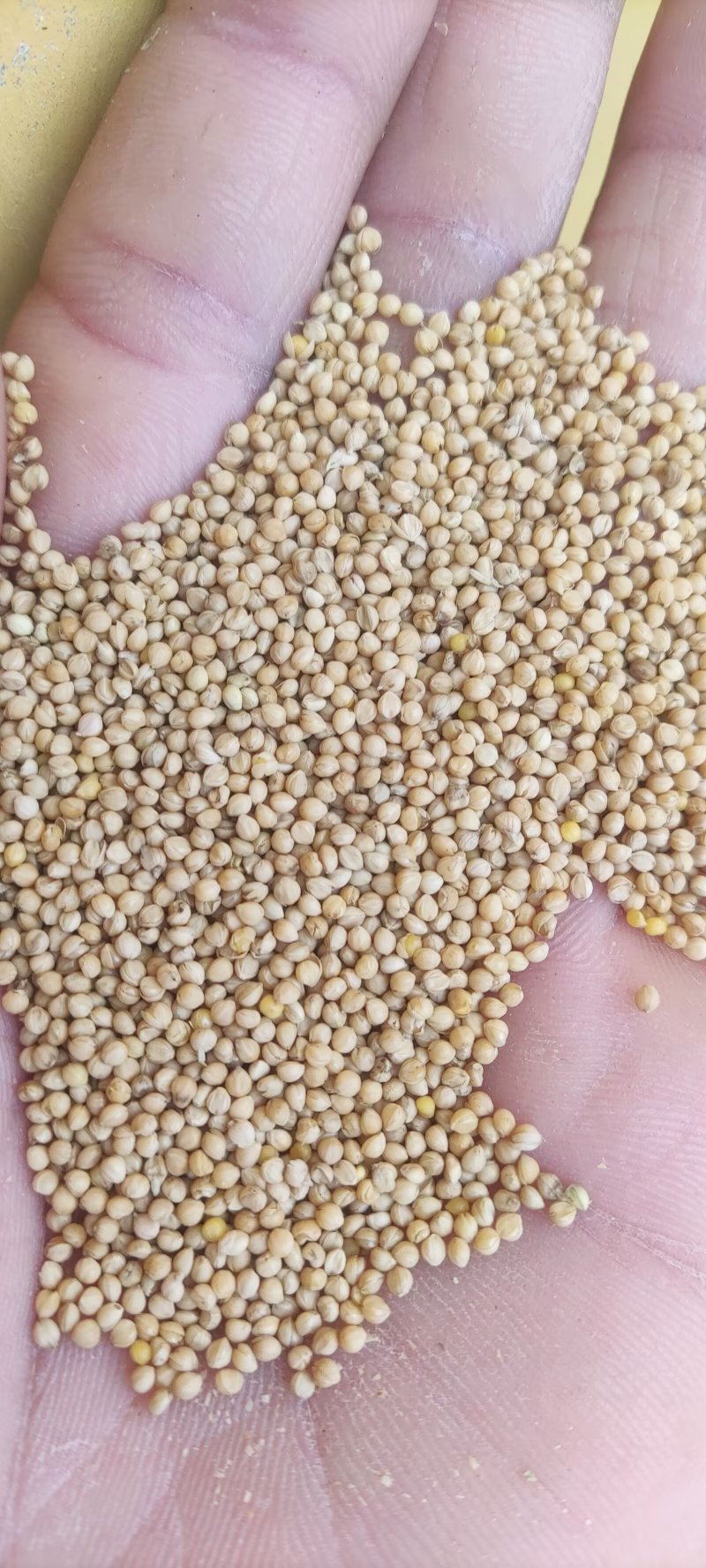 大粒新谷子白皮黄皮