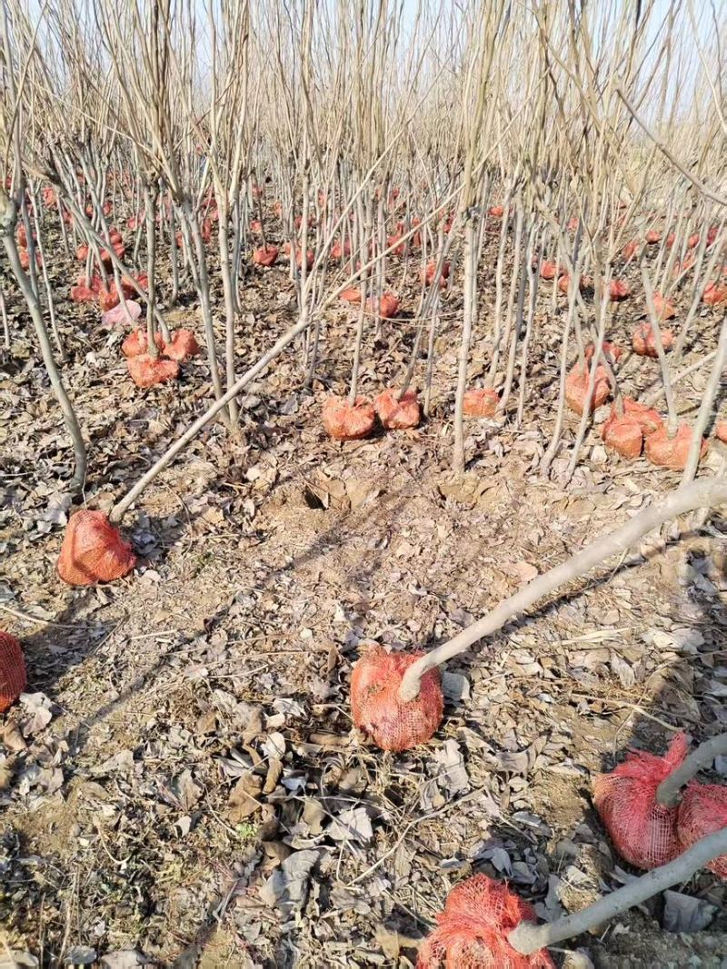 柿子树/安徽砀山发货/产地直发/自家东西/欢迎联系