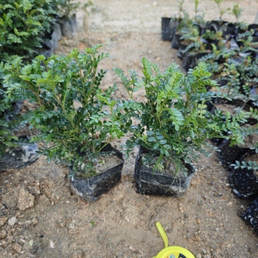 胡椒木高度20到25厘米大量现货供应种植基地批发