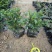 胡椒木高度20到25厘米大量现货供应种植基地批发