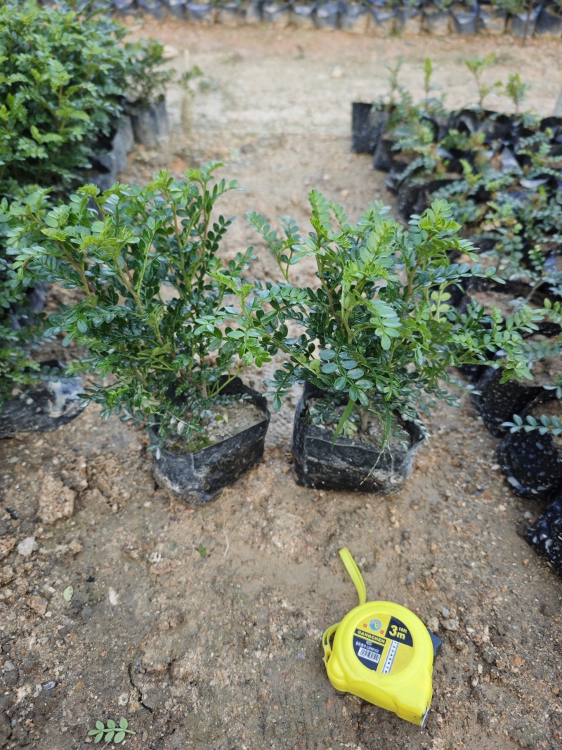胡椒木高度20到25厘米大量现货供应种植基地批发