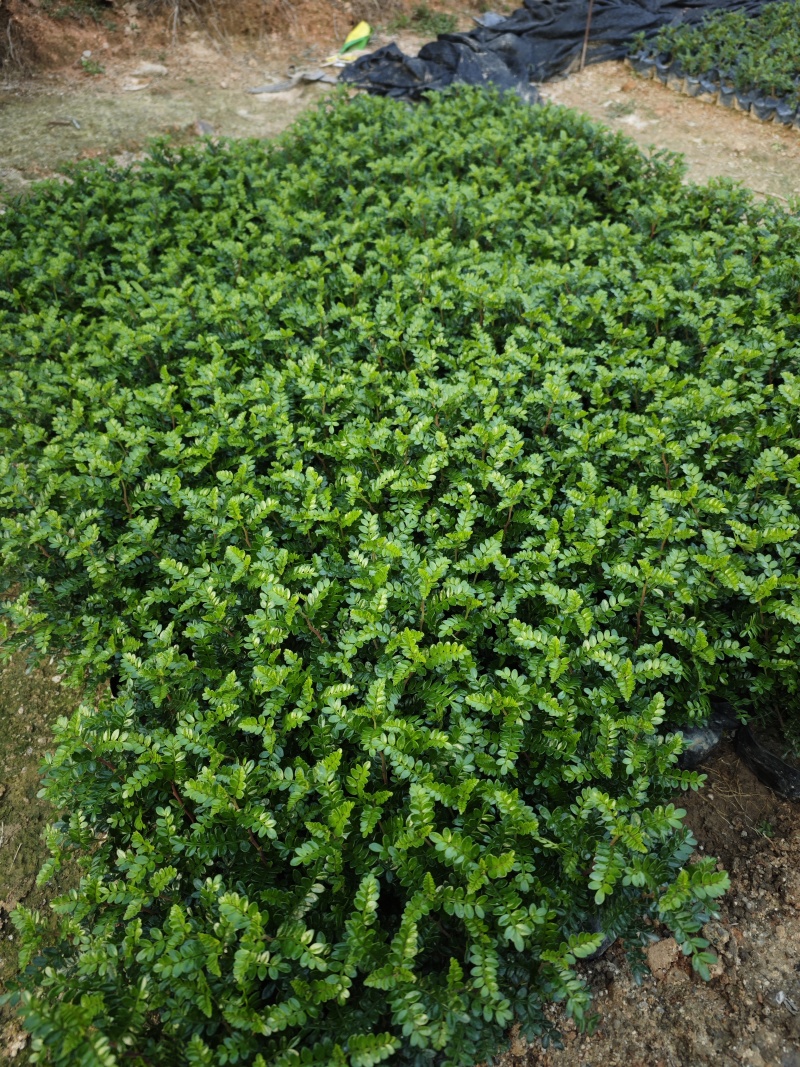 胡椒木高度20到25厘米大量现货供应种植基地批发