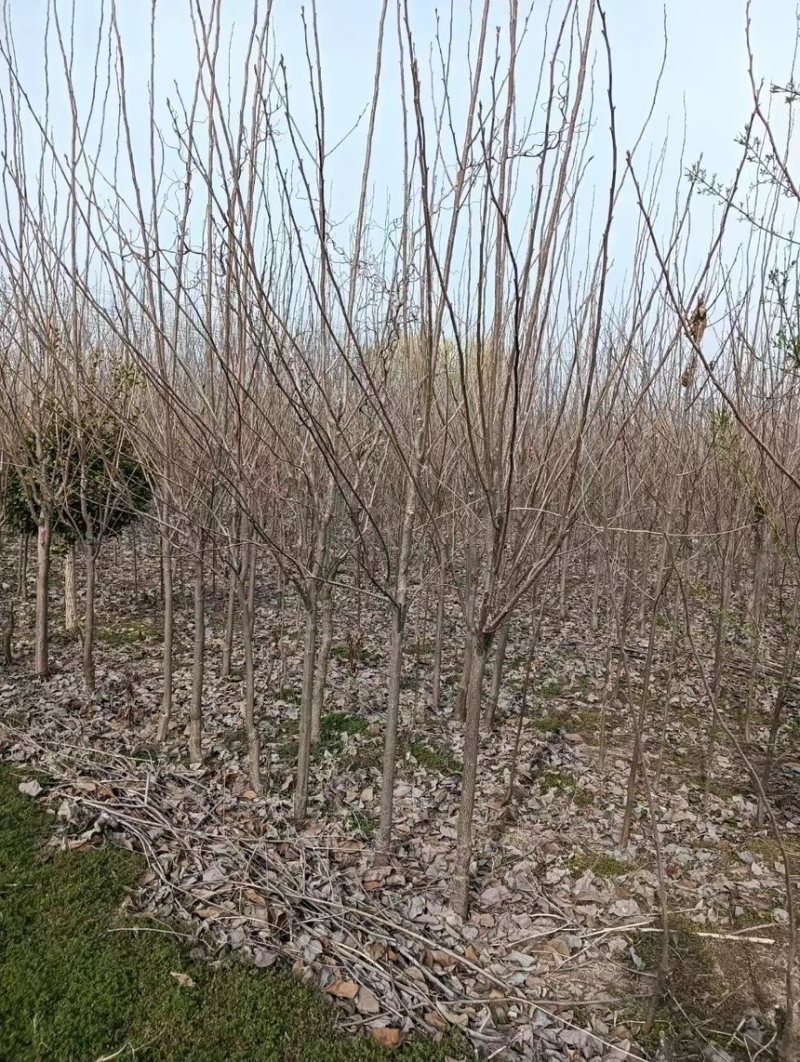 柿子树/安徽砀山发货/产地直发/自家东西/欢迎联系