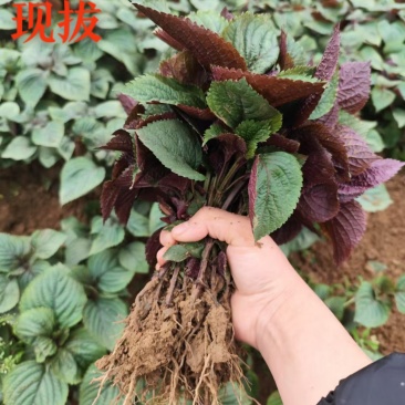 现拔带土紫苏苗