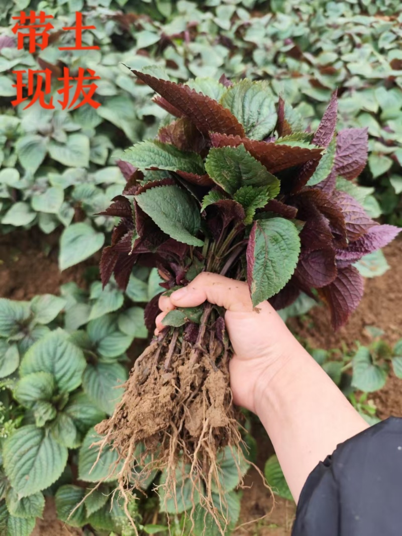 现拔带土紫苏苗