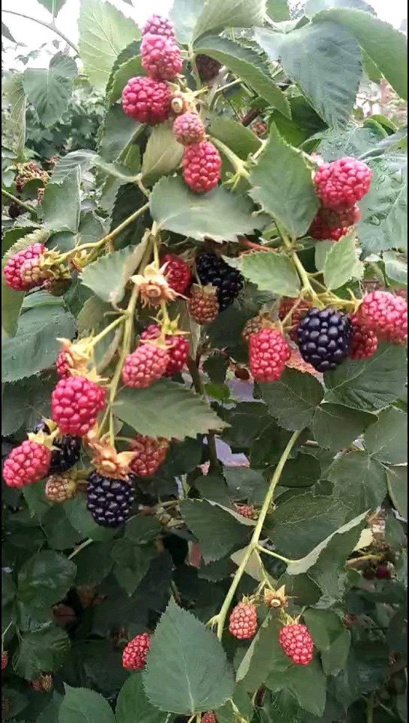黑莓苗黑树莓树莓苗黑莓