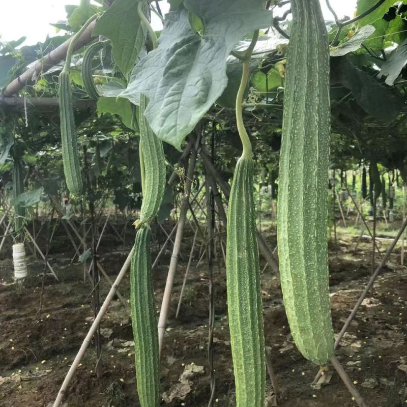 青丰侠1号夏丝瓜种子耐热大肉花点丝瓜棱丝瓜籽肉厚