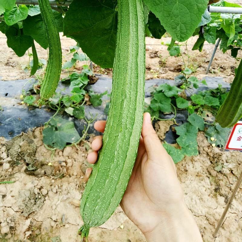 青丰侠1号夏丝瓜种子耐热大肉花点丝瓜棱丝瓜籽肉厚
