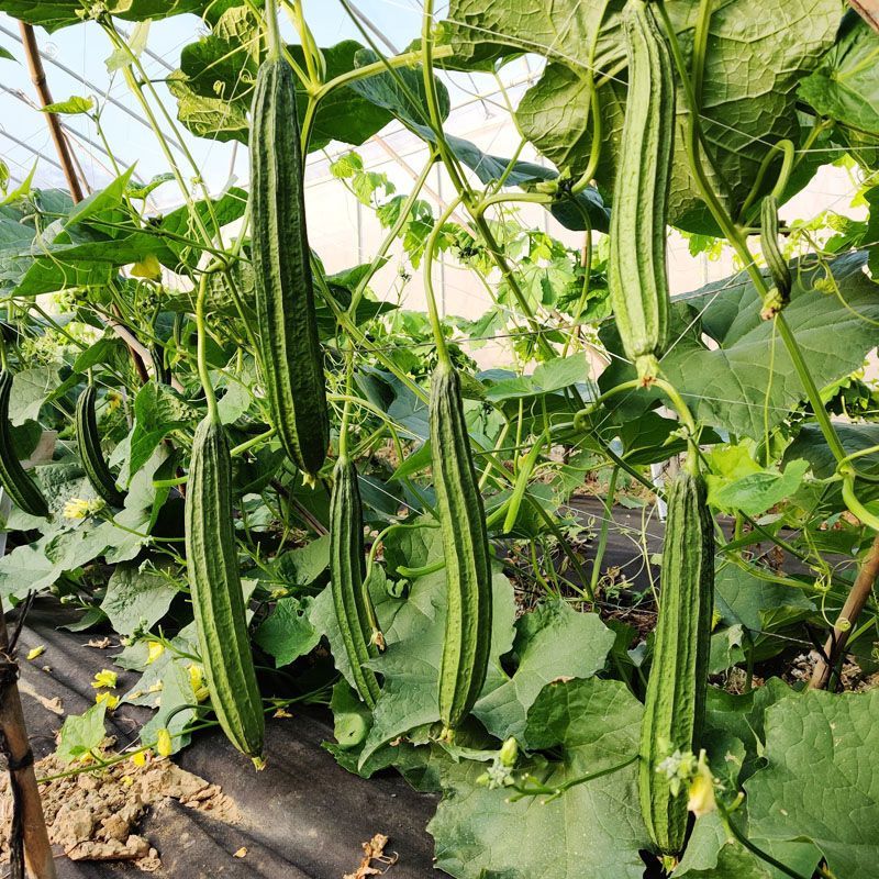 青丰侠1号夏丝瓜种子耐热大肉花点丝瓜棱丝瓜籽肉厚