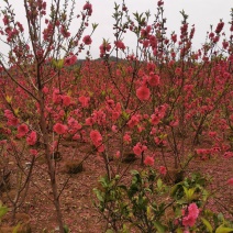 优质碧桃桃花，大量供应中