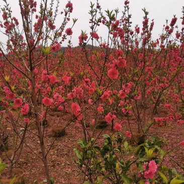 优质碧桃桃花，大量供应中