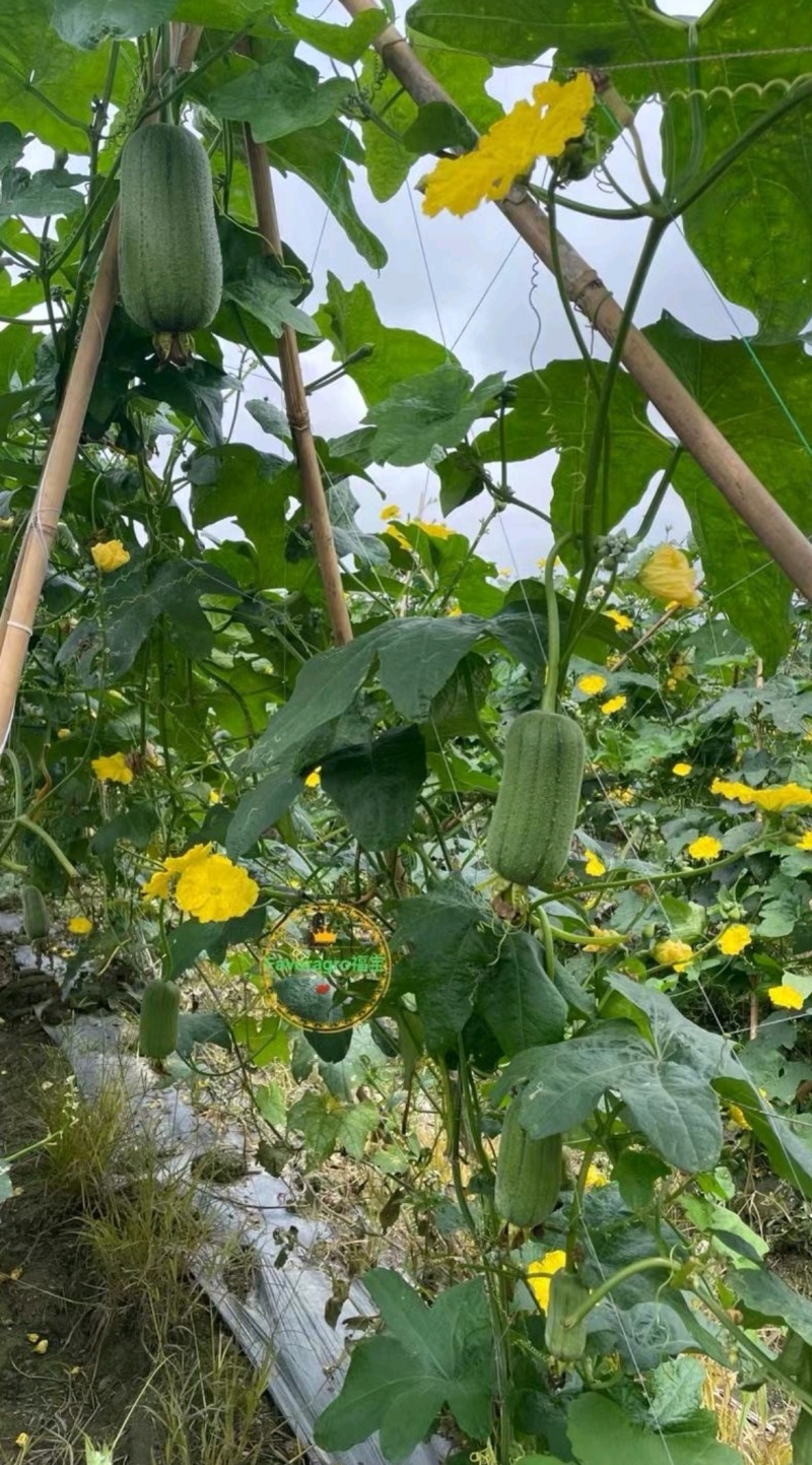 丝瓜种子泸旺苹果丝瓜
