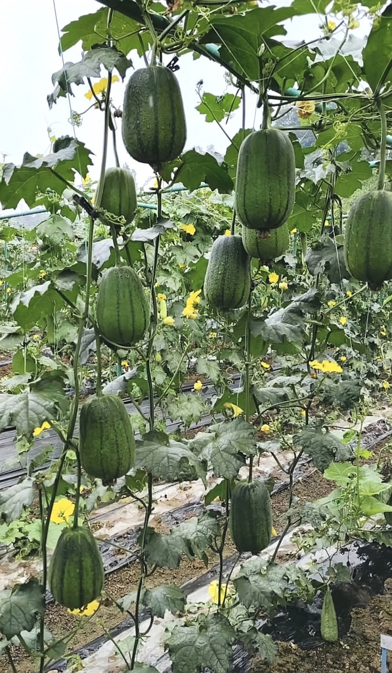 丝瓜种子泸旺苹果丝瓜