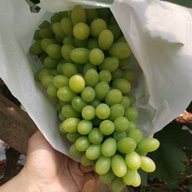 元谋青提，品质保证，价格优惠，产地直发，诚信商家