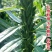 航天雪霸白芝麻种子春夏播单秆型芝麻种长势强不易倒伏产