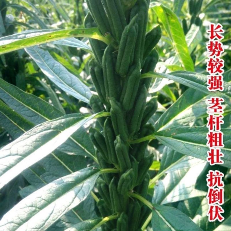 航天雪霸白芝麻种子春夏播单秆型芝麻种长势强不易倒伏产