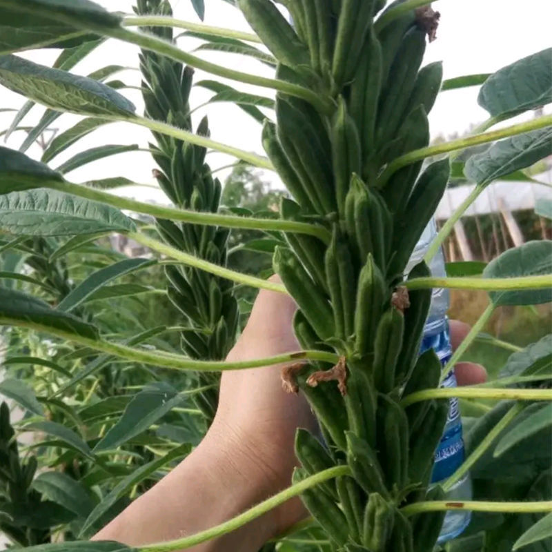 航天雪霸白芝麻种子春夏播单秆型芝麻种长势强不易倒伏产