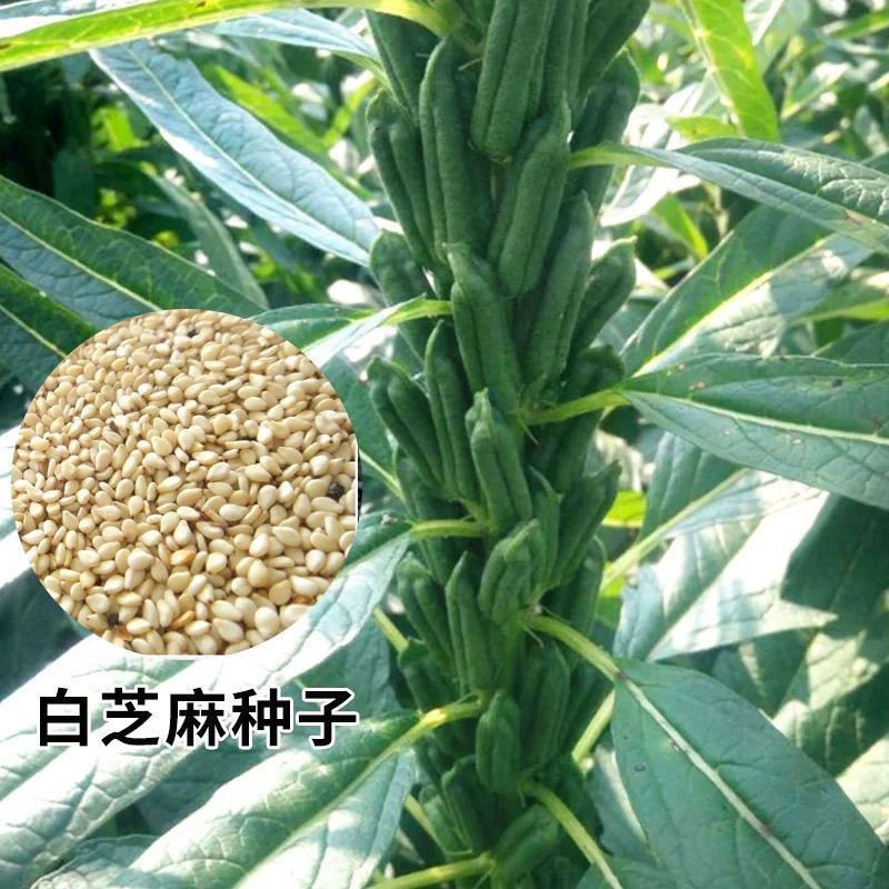 航天雪霸白芝麻种子春夏播单秆型芝麻种长势强不易倒伏产