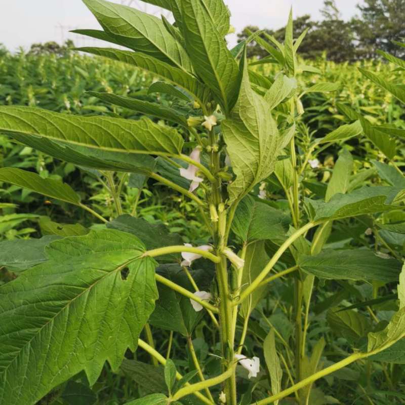 航天雪霸白芝麻种子春夏播单秆型芝麻种长势强不易倒伏产