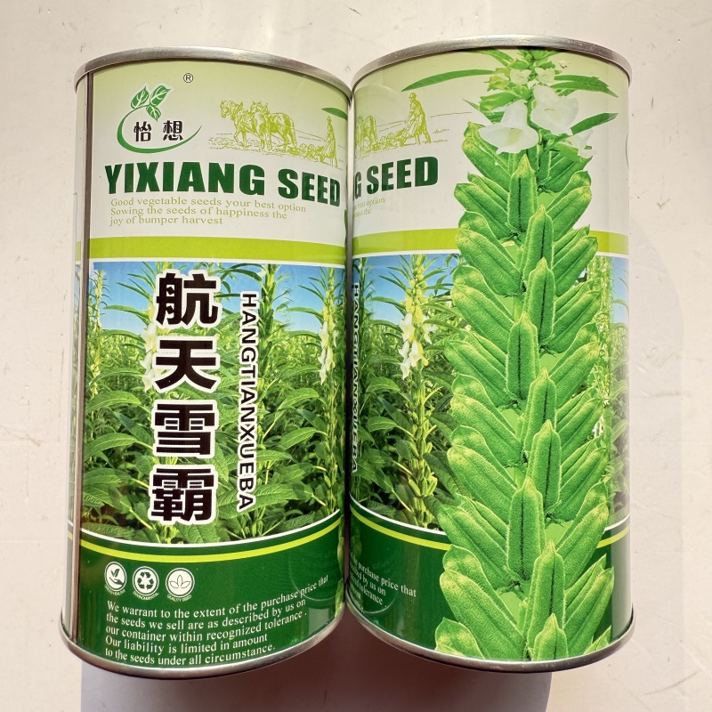 航天雪霸白芝麻种子春夏播单秆型芝麻种长势强不易倒伏产