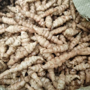 庆阳市螺丝菜