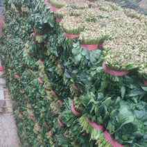 大叶菠菜