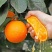 四川青见果冻橙专业对接社区团购多多美团