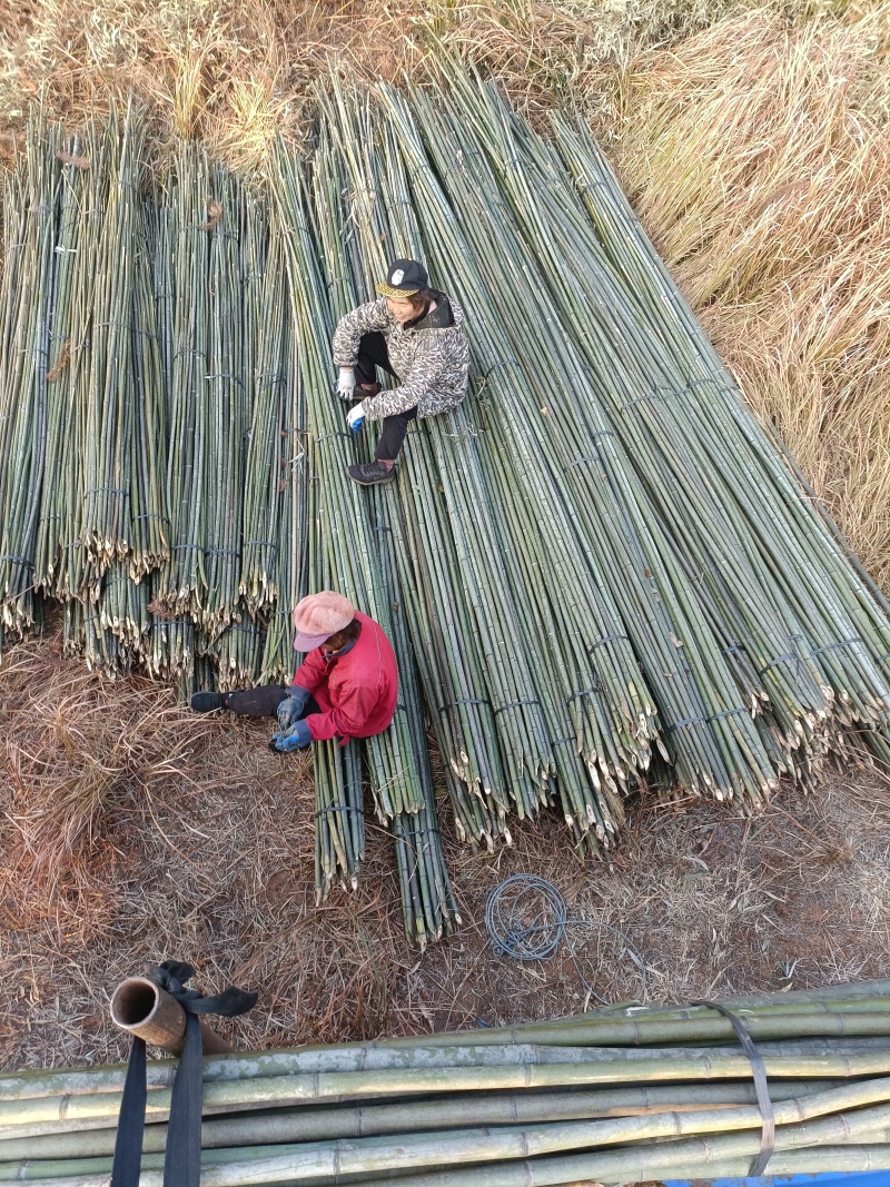 蔬菜竹杆菜架竹支撑杆豆角架黄瓜架冬瓜架西红柿架杆