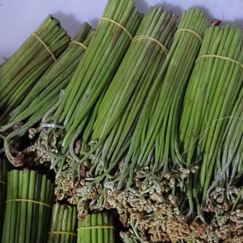 盐蕨菜灰蕨菜泡蕨菜