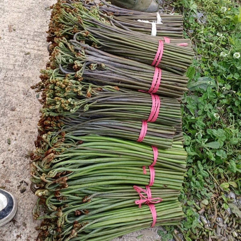盐蕨菜灰蕨菜泡蕨菜