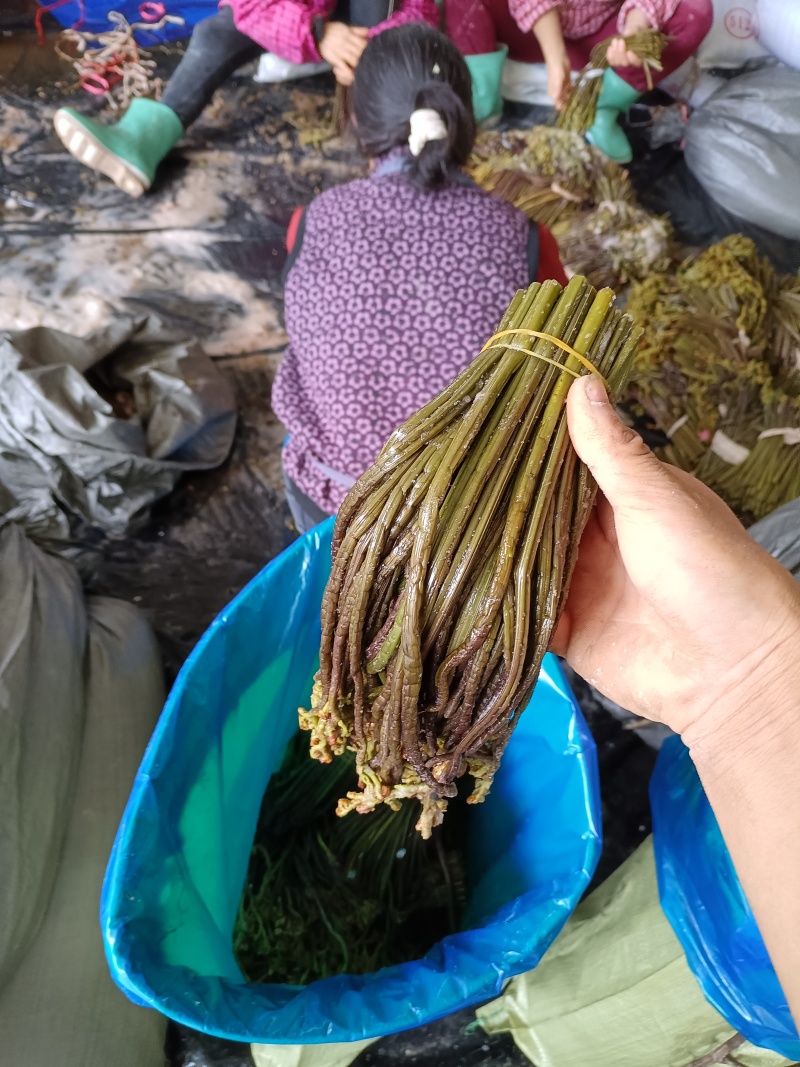 盐蕨菜灰蕨菜泡蕨菜