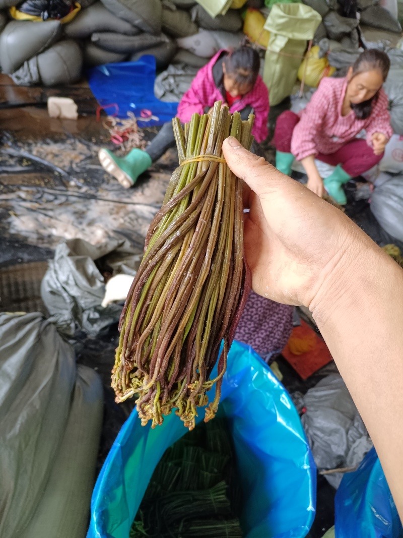 盐蕨菜灰蕨菜泡蕨菜