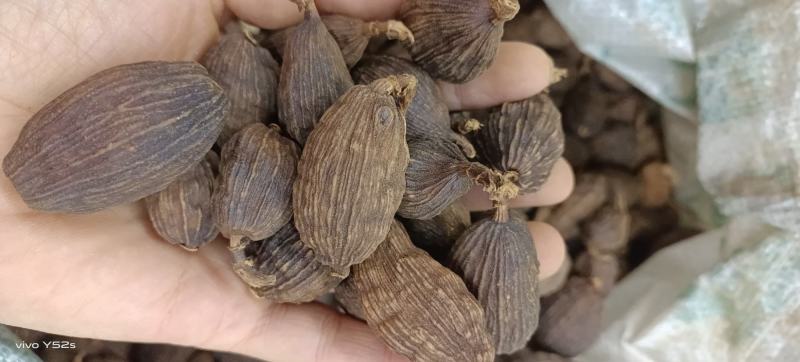草果云南草果卤肉炖肉各种香料批发