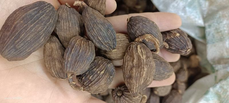 草果云南草果卤肉炖肉各种香料批发