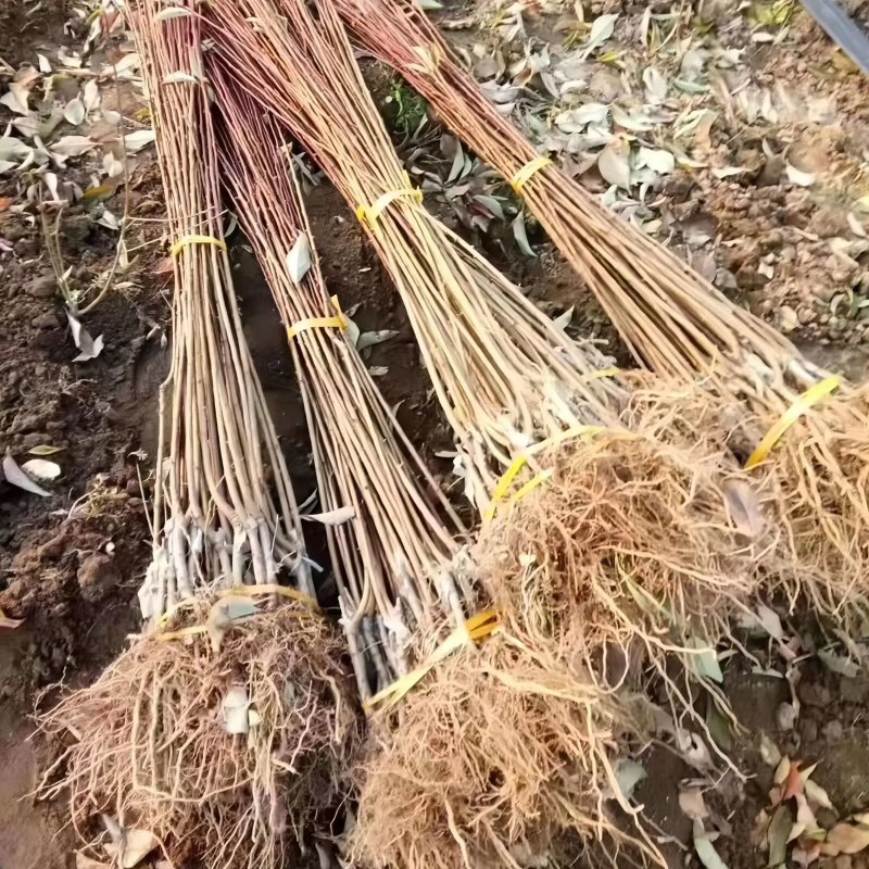 贝欧力克黄金西梅苗品种纯真基地现起现发成活率高