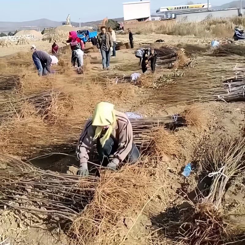 贝欧力克黄金西梅苗品种纯真基地现起现发成活率高