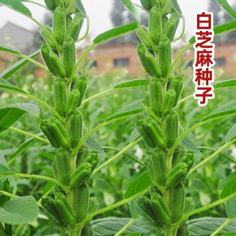 航天巨芝白芝麻种子春夏播单秆型芝麻种长势强不易倒伏产