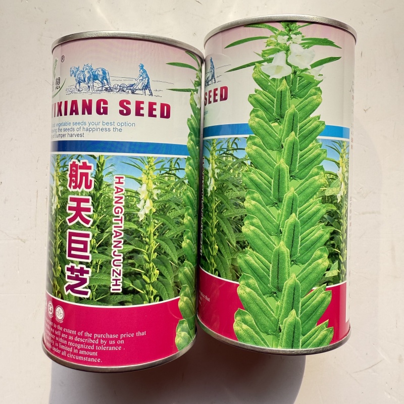 航天巨芝白芝麻种子春夏播单秆型芝麻种长势强不易倒伏产