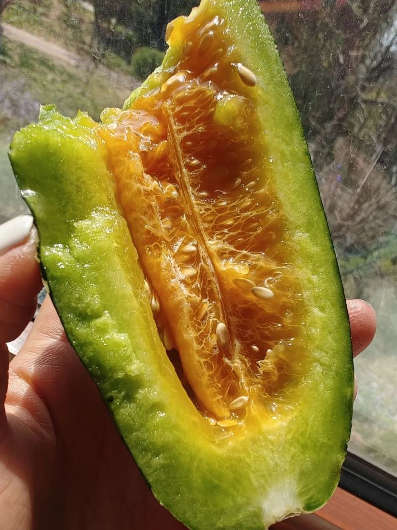 山东单县博洋九号甜瓜大量上市中，博洋9博洋61，口感脆甜
