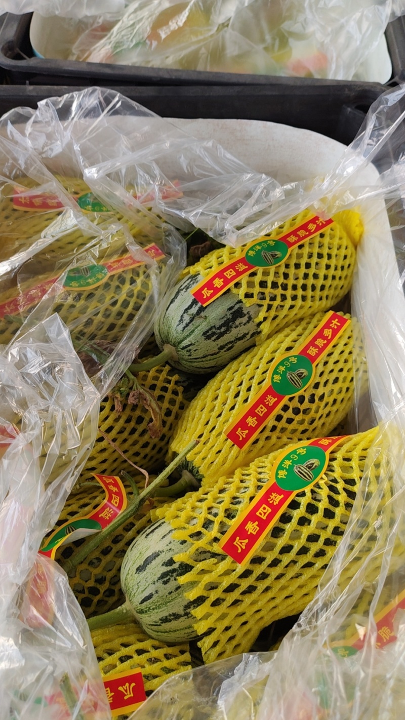 山东单县博洋九号甜瓜大量上市中，博洋9博洋61，口感脆甜