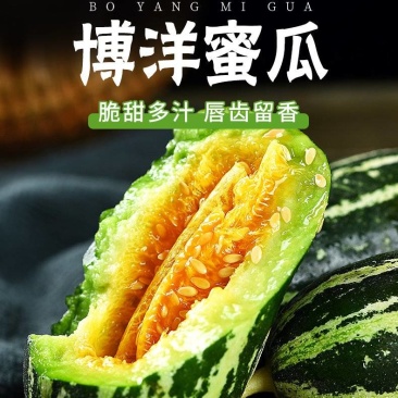山东单县博洋九号甜瓜大量上市中，博洋9博洋61，口感脆甜