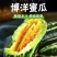 山东单县博洋九号甜瓜大量上市中，博洋9博洋61，口感脆甜