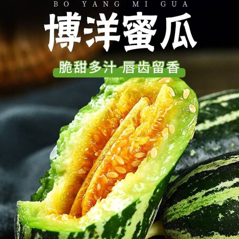 山东单县博洋九号甜瓜大量上市中，博洋9博洋61，口感脆甜