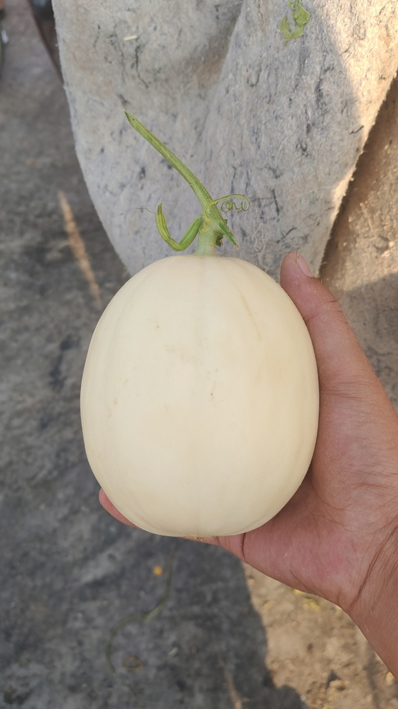 东方蜜1号甜瓜，山东产地一手货源，质量保证，量大价优