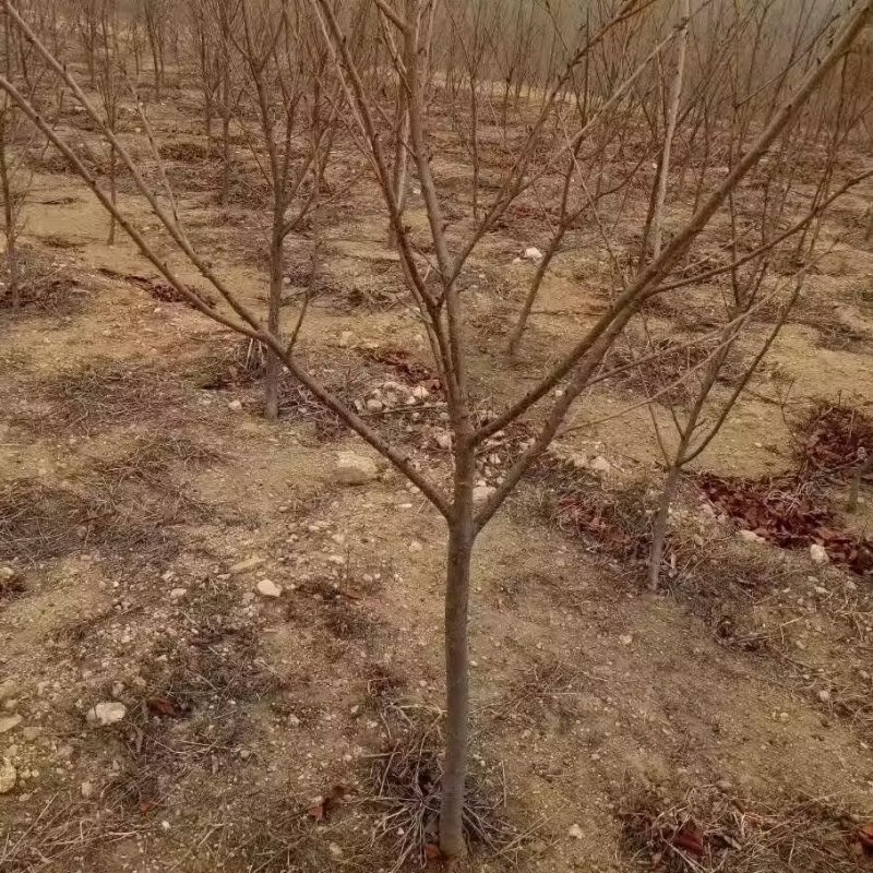国美李子苗品种纯真基地直发成活率高提供种植技术