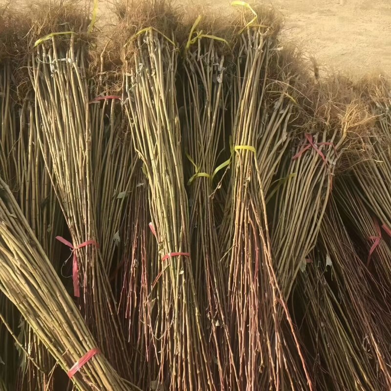 国美李子苗品种纯真基地直发成活率高提供种植技术