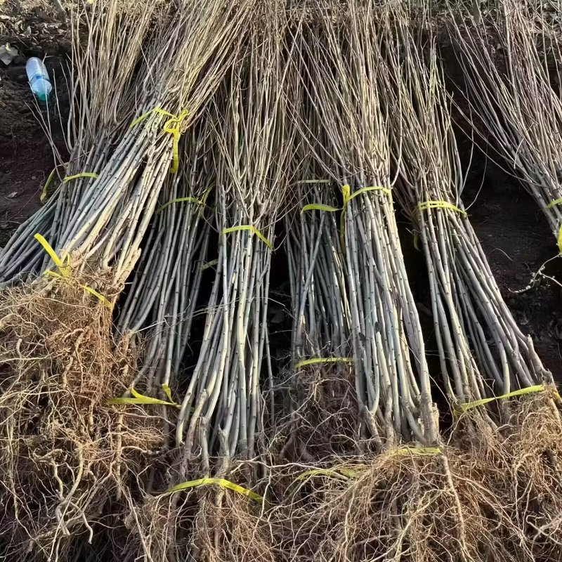 国美李子苗品种纯真基地直发成活率高提供种植技术