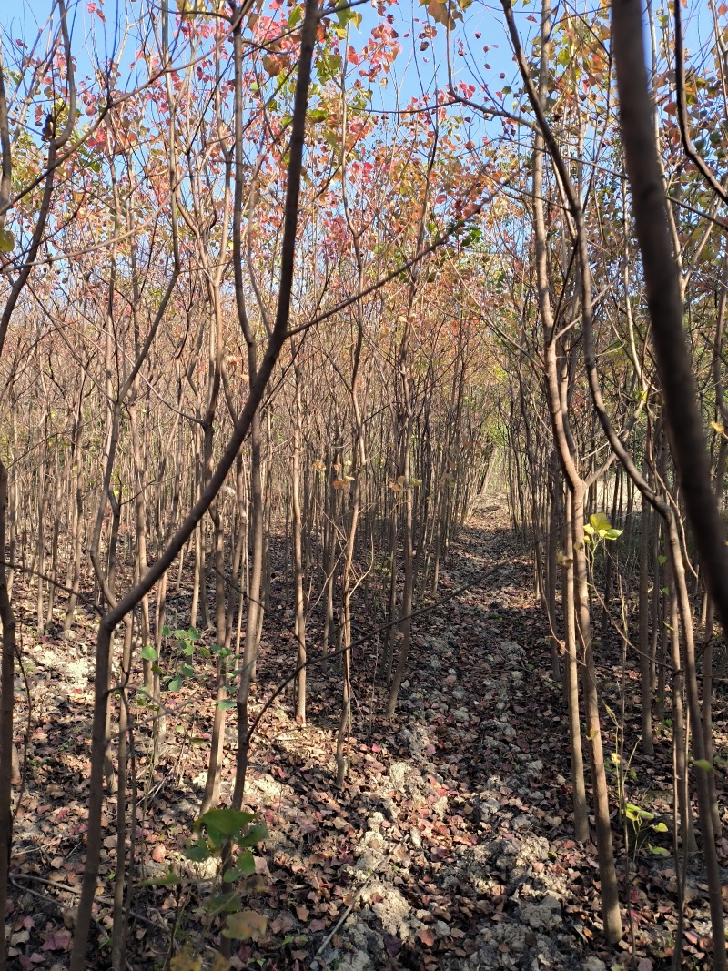 江西乌桕小苗