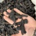 肉苁蓉阿拉善野生肉苁蓉沙漠黄金滋补珍品天然无污染品质保证